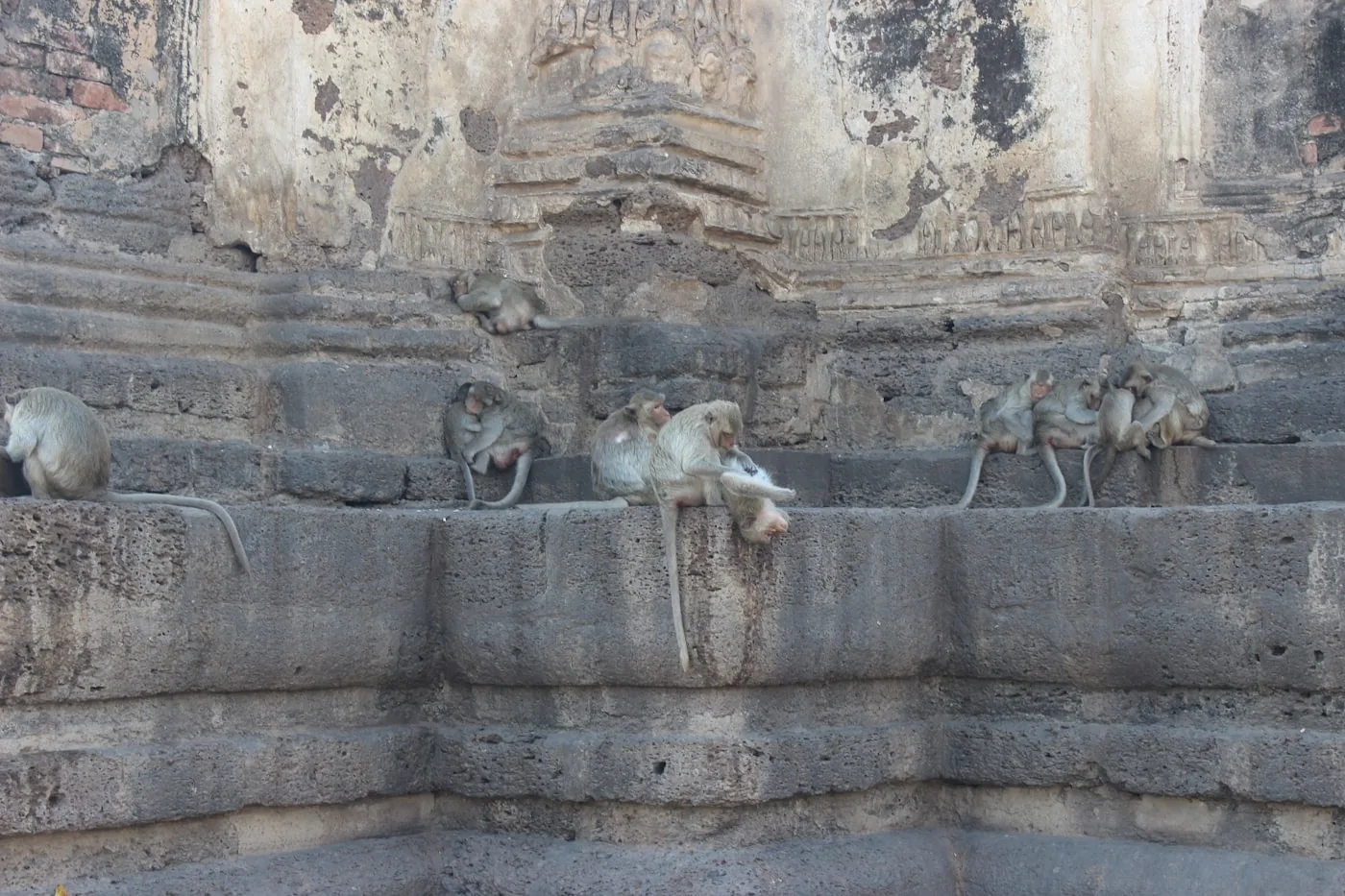Apene i Thailand