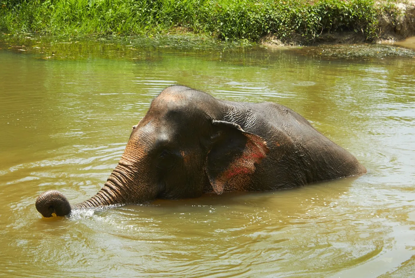 Elefantreservater i Chiang Mai