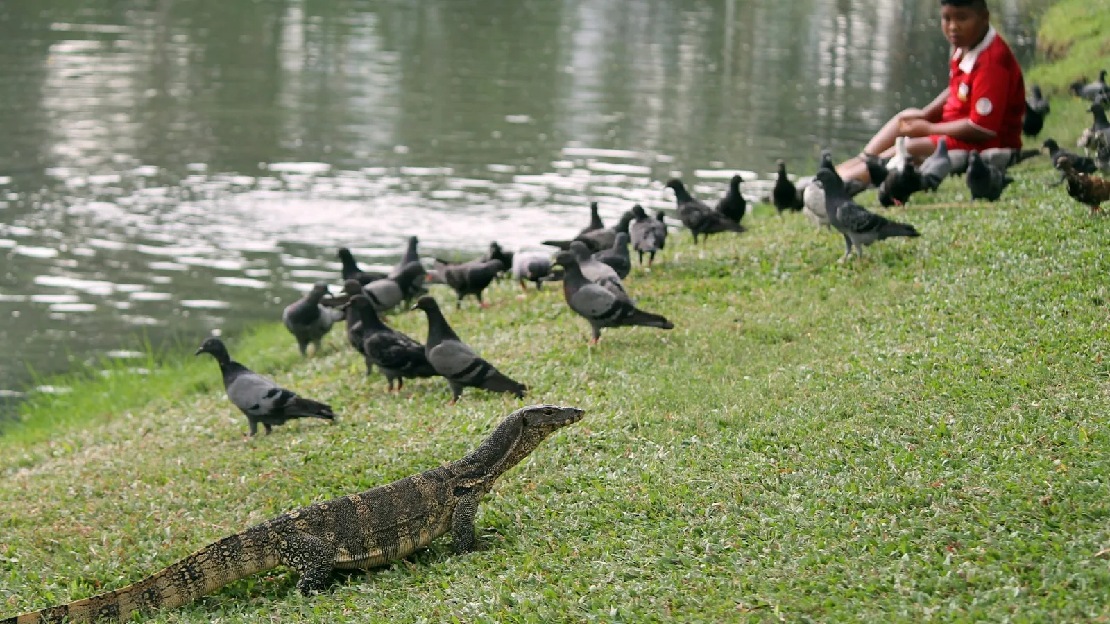 Varan og duer ved vannet i Lumpini-parken