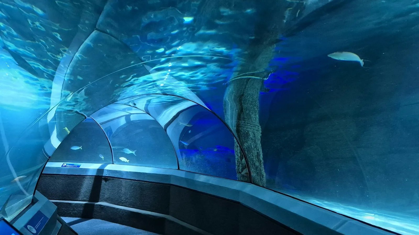 Undervannstunnel i et akvarium
