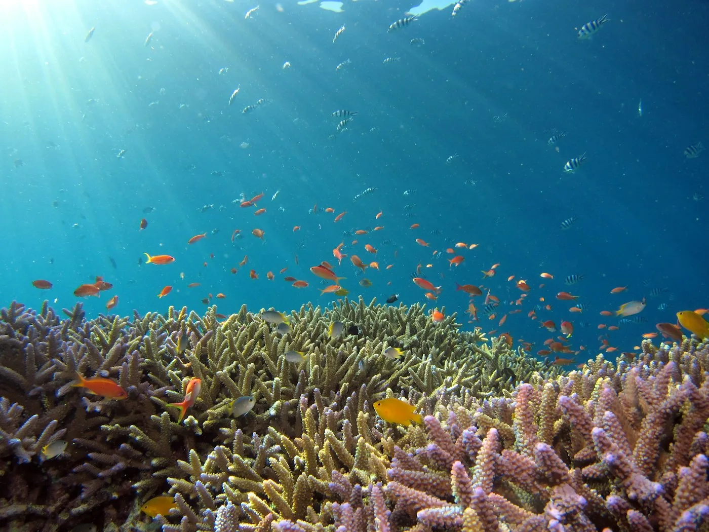 Snorkling i Thailand