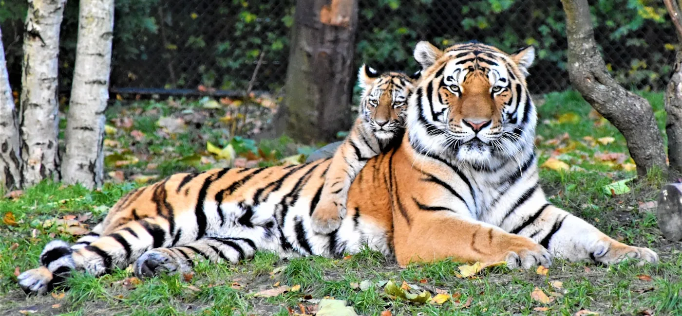Tigerattraksjoner i Thailand