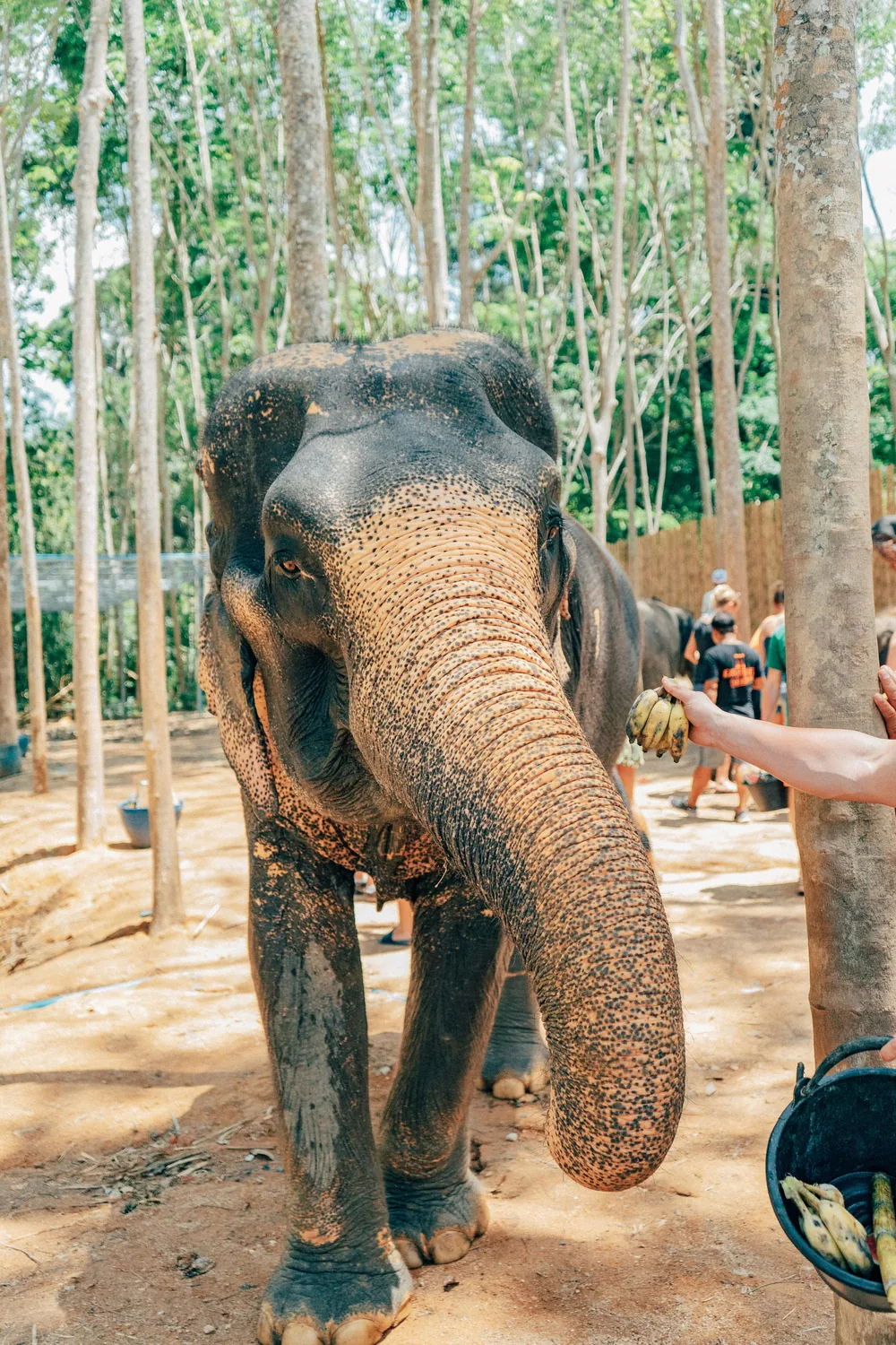 Elefant Phuket
