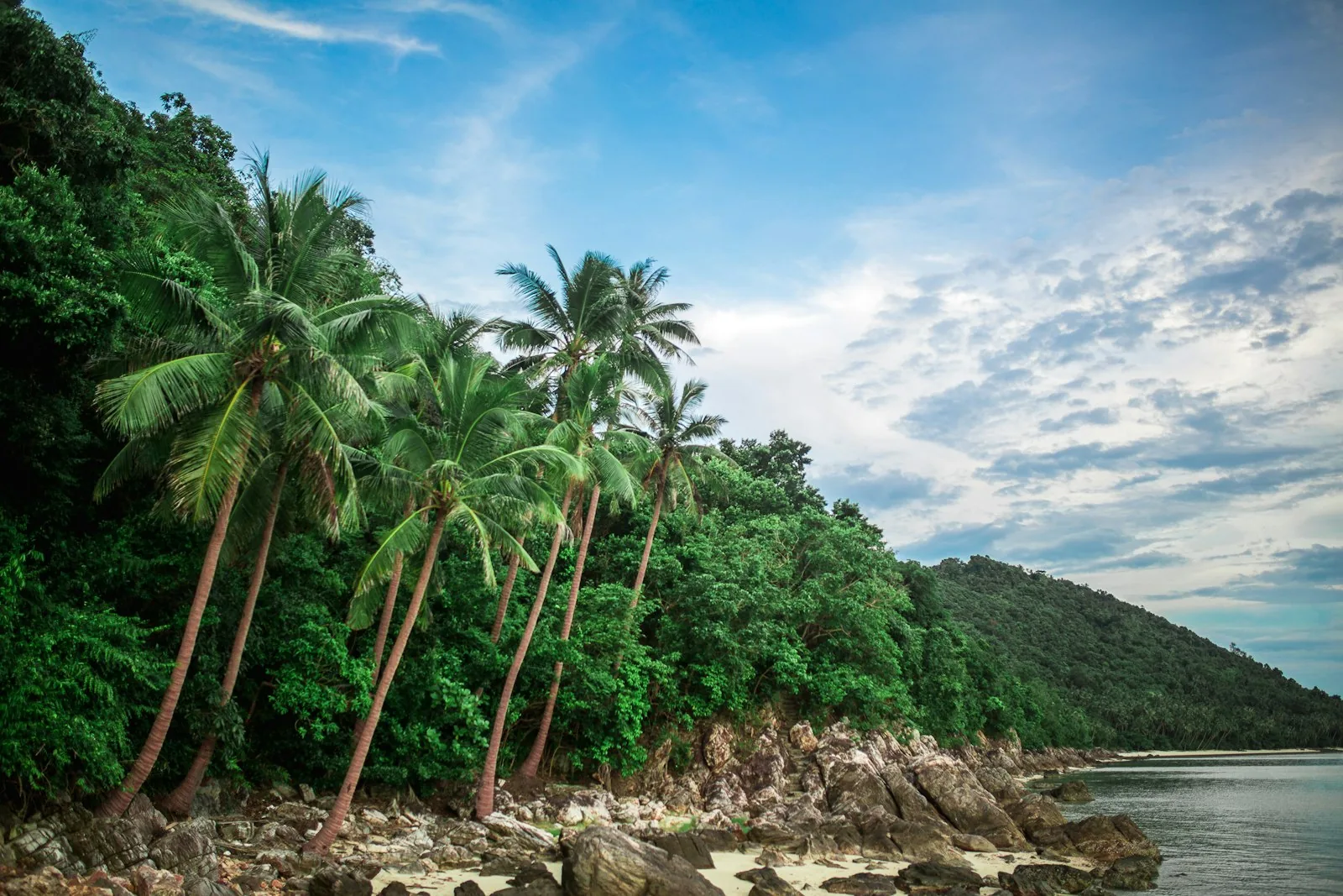 Palme over stranden ved Thailandgulfen