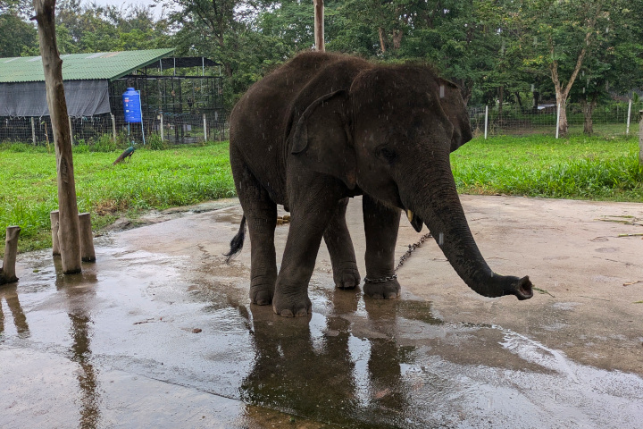 Elefant lenket fast i kjetting